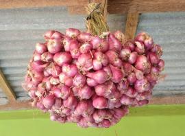 Panen Bawang Merah di Karangrejek, Petani Raup Untung Lumayan